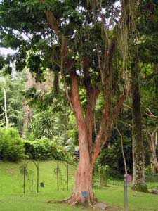arbre du bresil