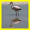 flamands