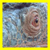iguane