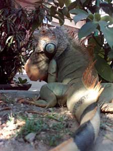 iguane