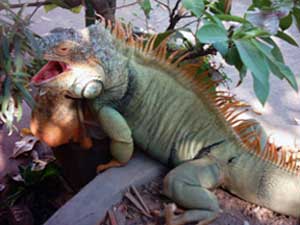 iguane