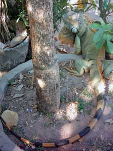 iguane