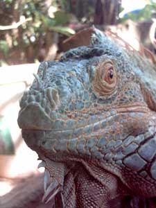 iguane