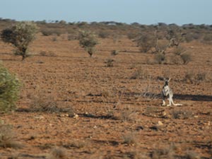 kangourou dans le bush