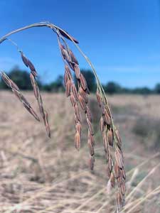le riz