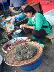 Sukothai