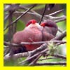oiseaux