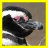Pingüinos de Magallanes