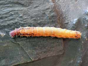 chenille
