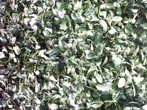 feuilles de thé