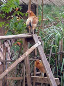 poules