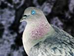 pigeon