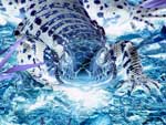 iguane