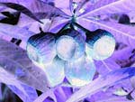 fruits