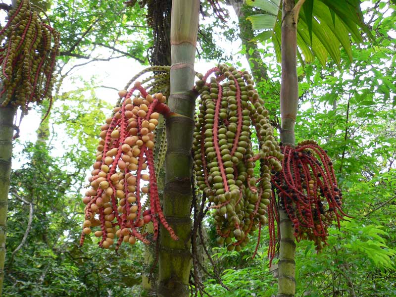 fruits