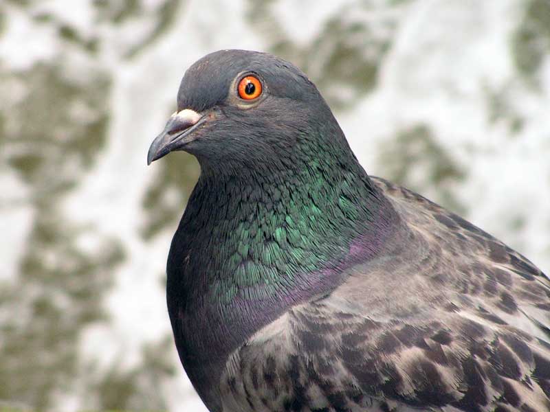 pigeon