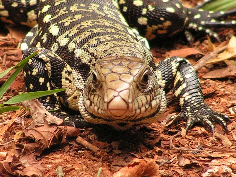 iguane