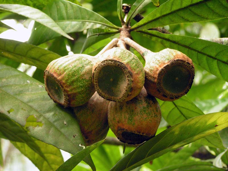 fruits