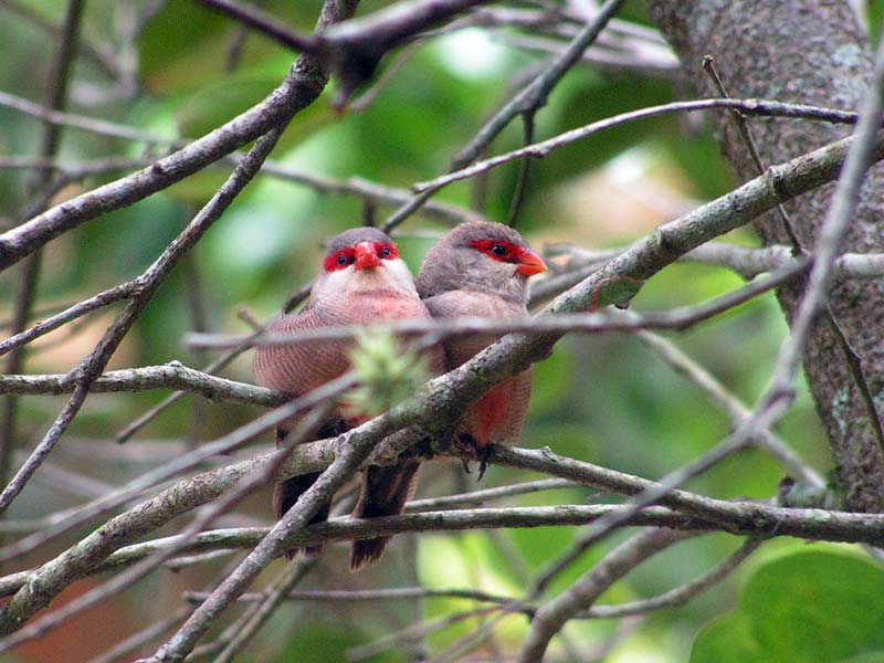 couple d'oiseaux