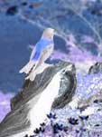 Oiseau
