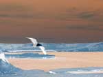 Cote Atlantique
