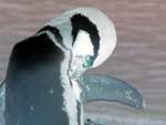 Pingouin de Magellan