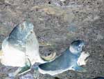 Lions de mer