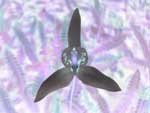 Orchidée