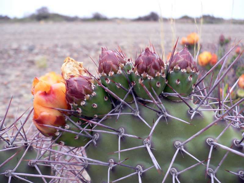 Cactus