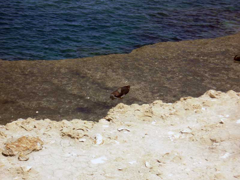 lion de mer