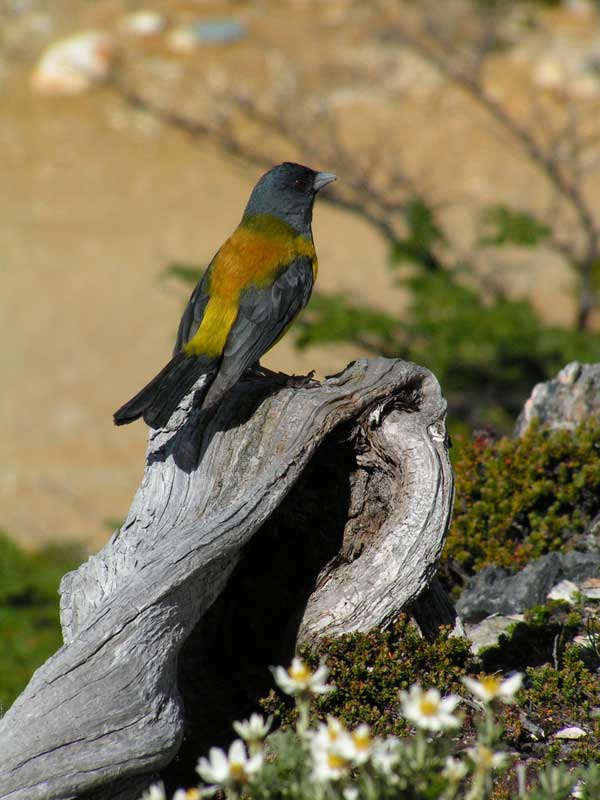Oiseau