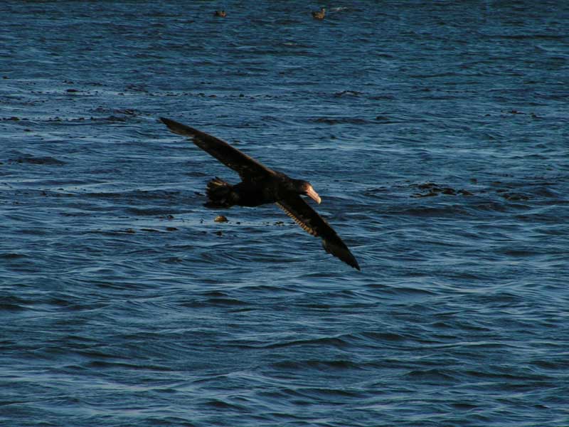 Oiseau