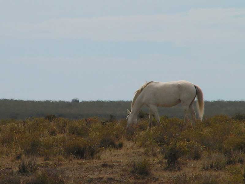 Cheval