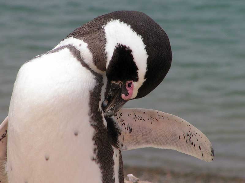 Pingouin de Magellan