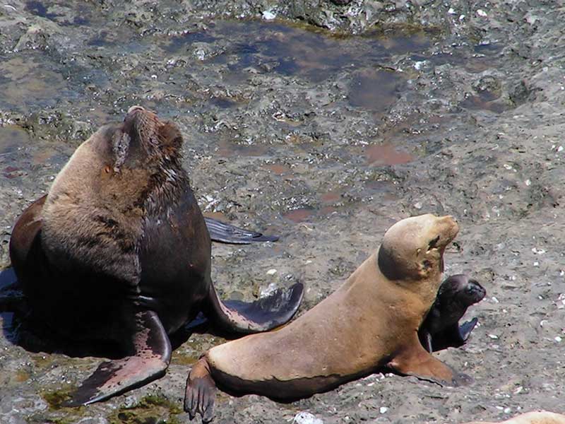 Lions de mer