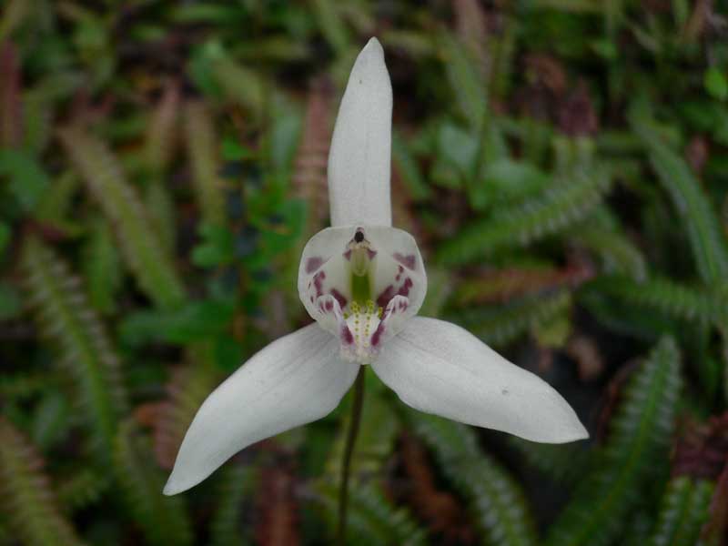 Orchidée