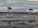 flamands roses