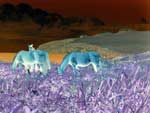 chevaux
