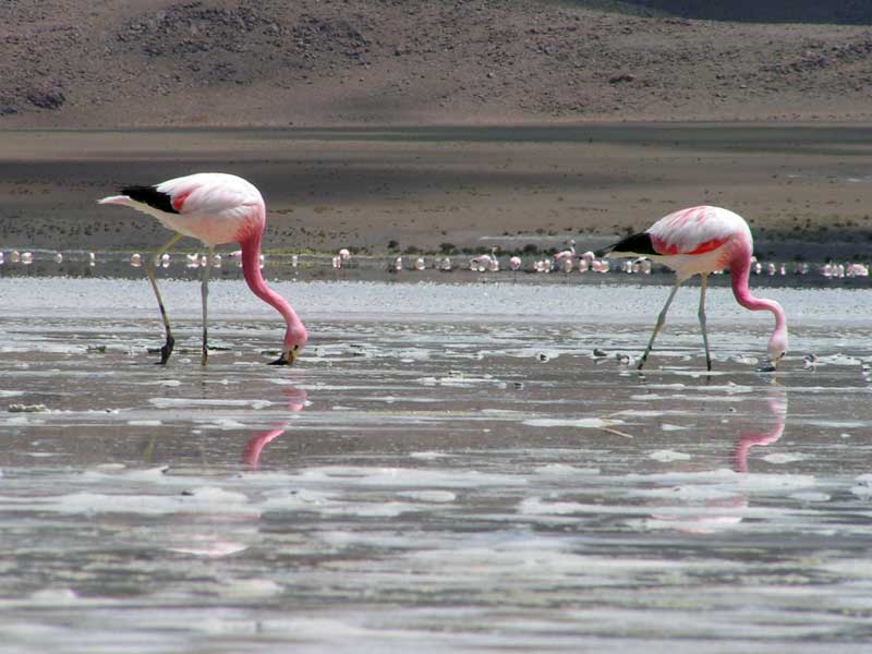 flamands roses