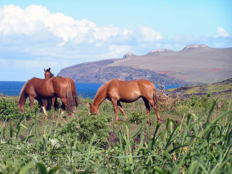 chevaux