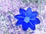 fleur