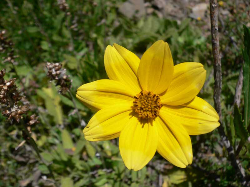 fleur