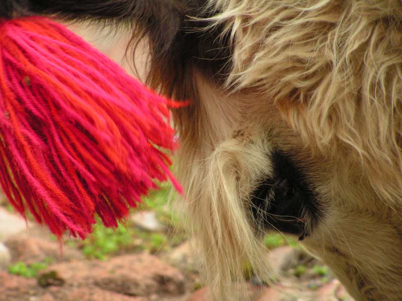 lama