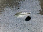 plume