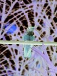 colibri