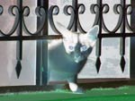 chat