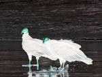 oiseaux