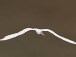 oiseau