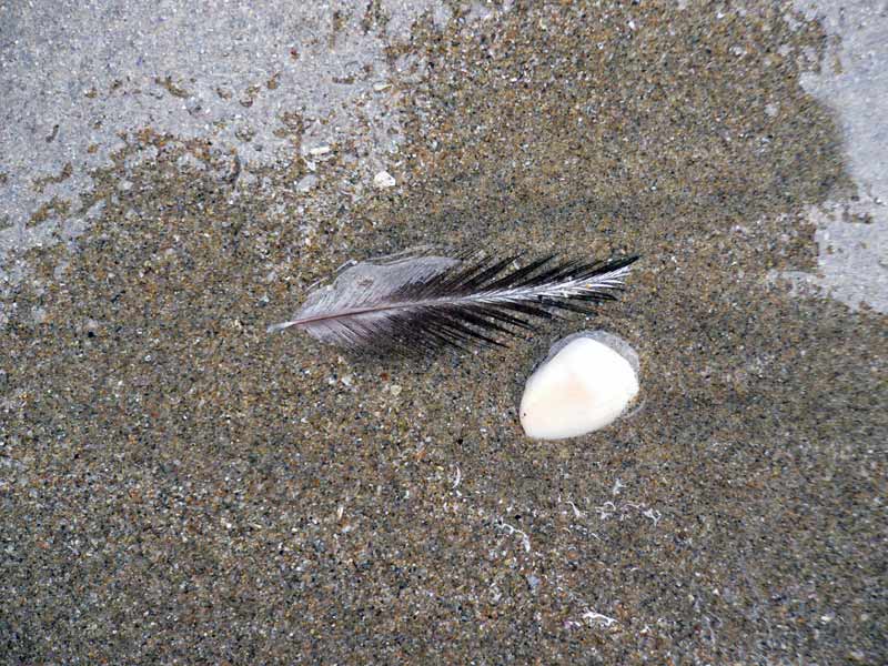 plume