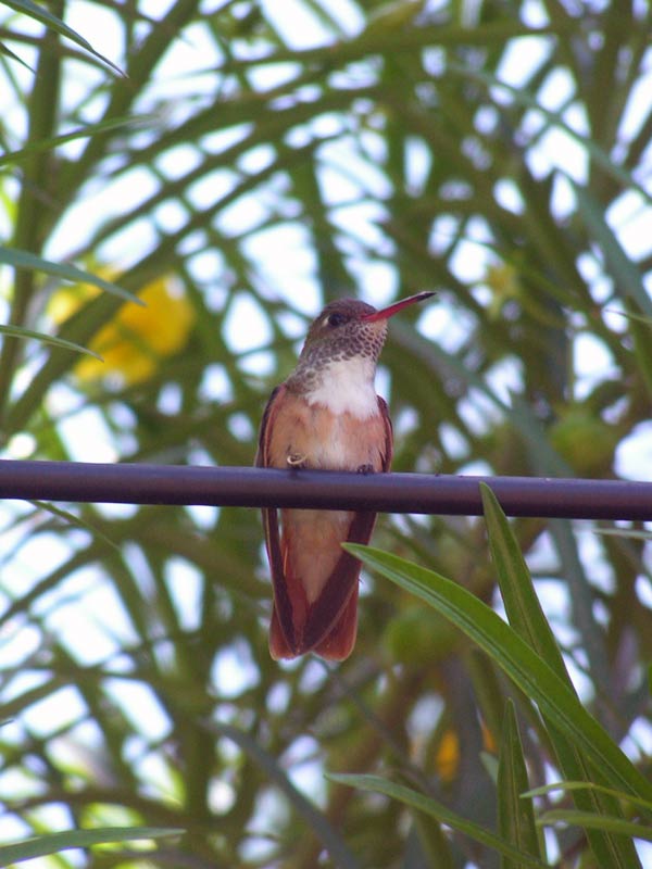 colibri